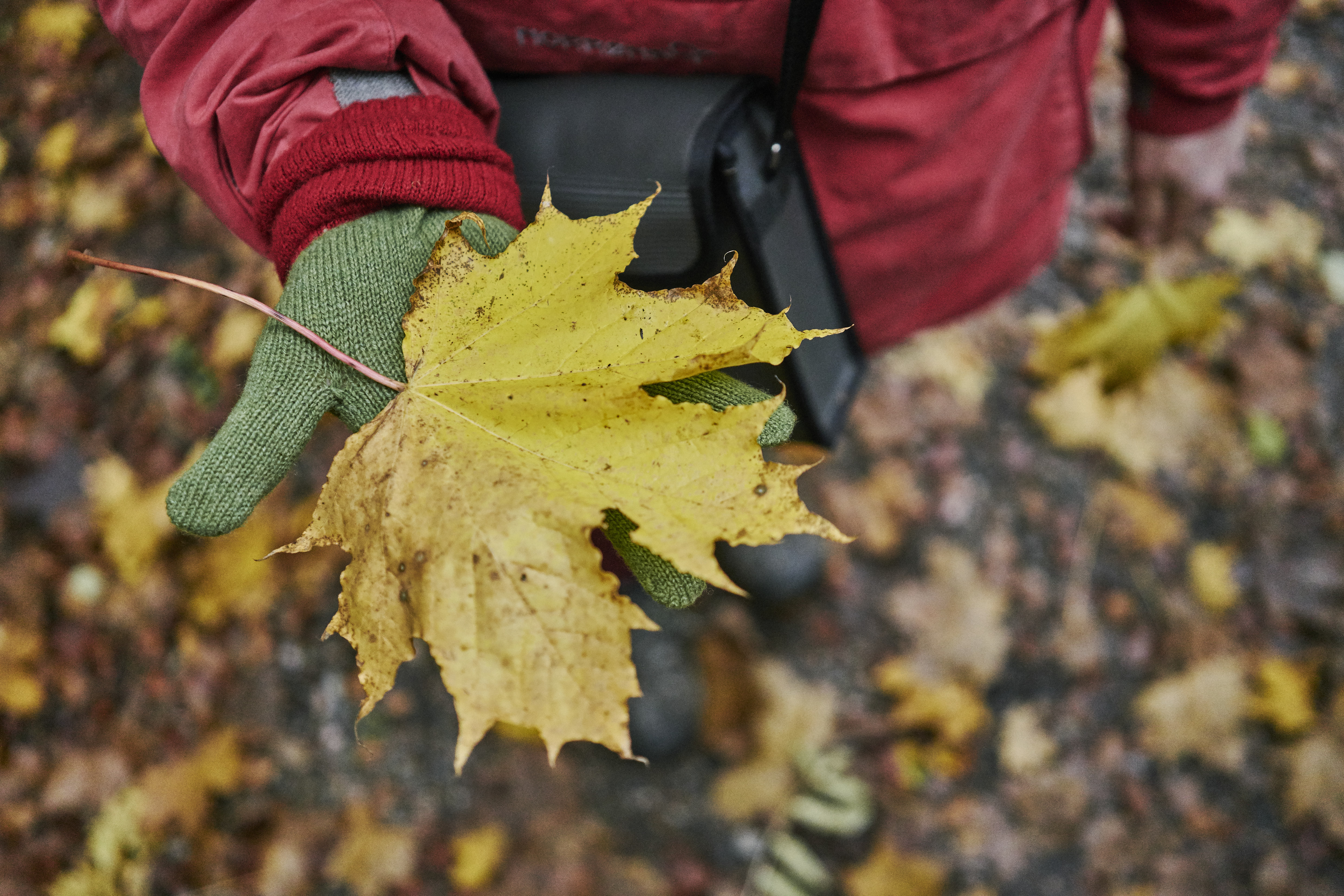 fls nr reeligglen lower photo oct 2019 122