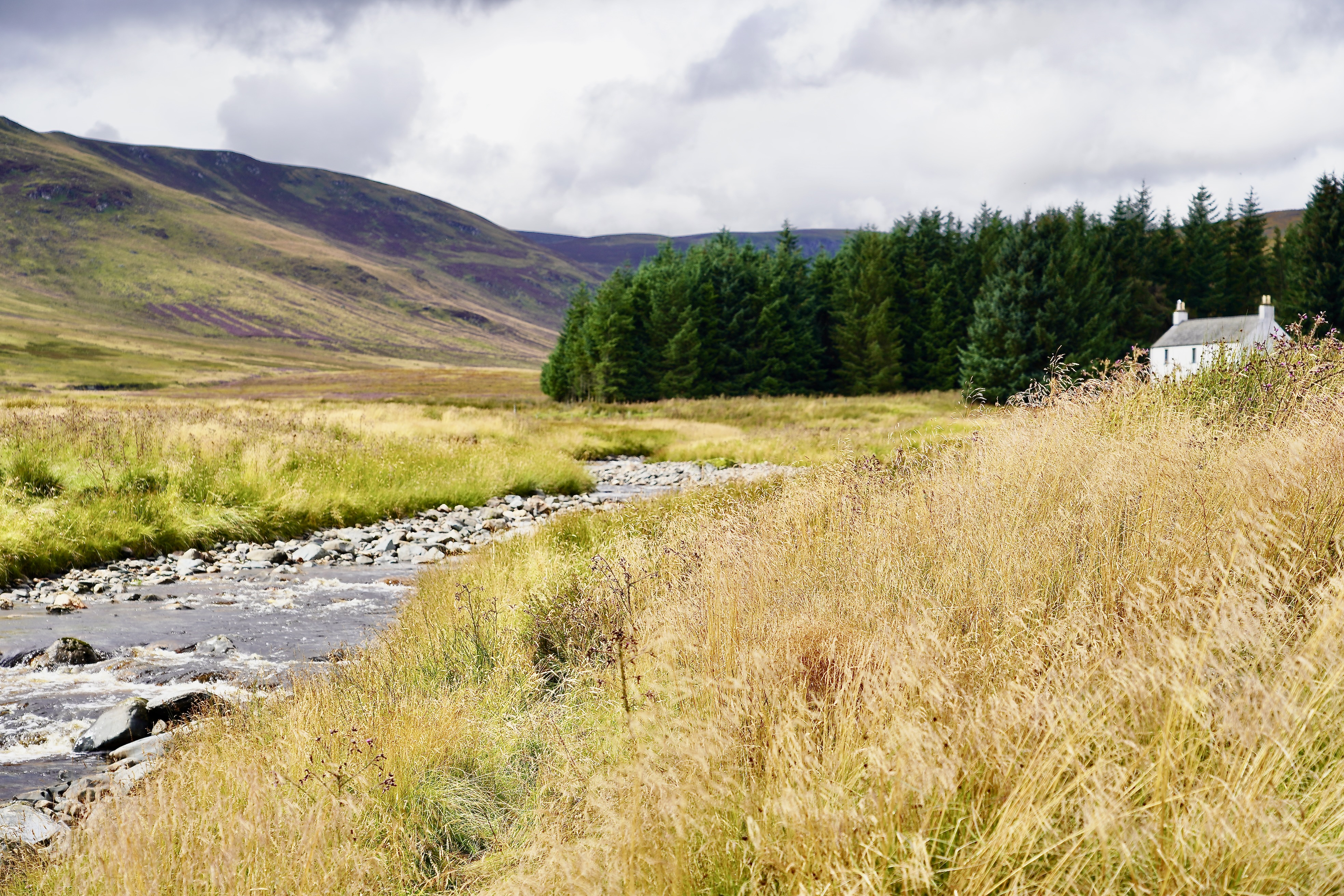 A river leading to a group of conifer trees. Grassy foreground and a single white cottage in the distance.