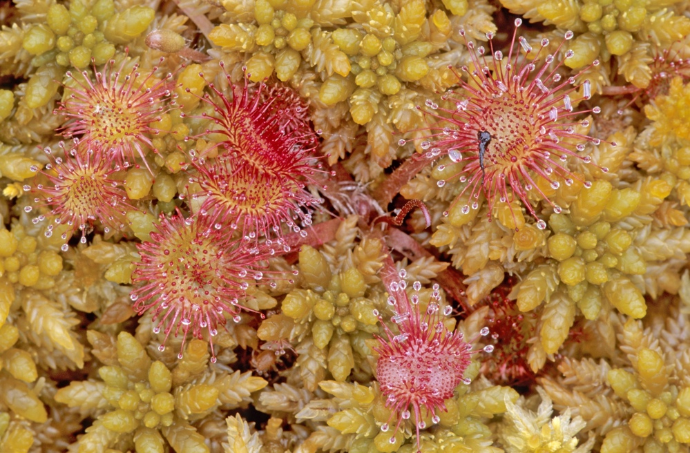 Common sundew plant with water droplets and an insect on them.