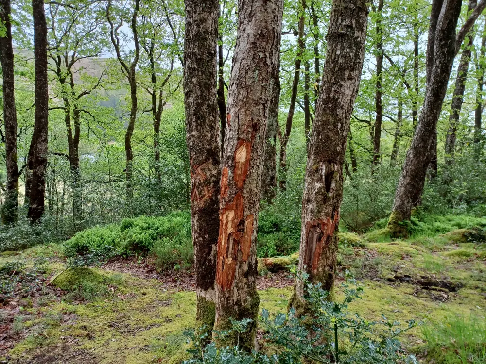 trees cut up by someone trying to start a fire