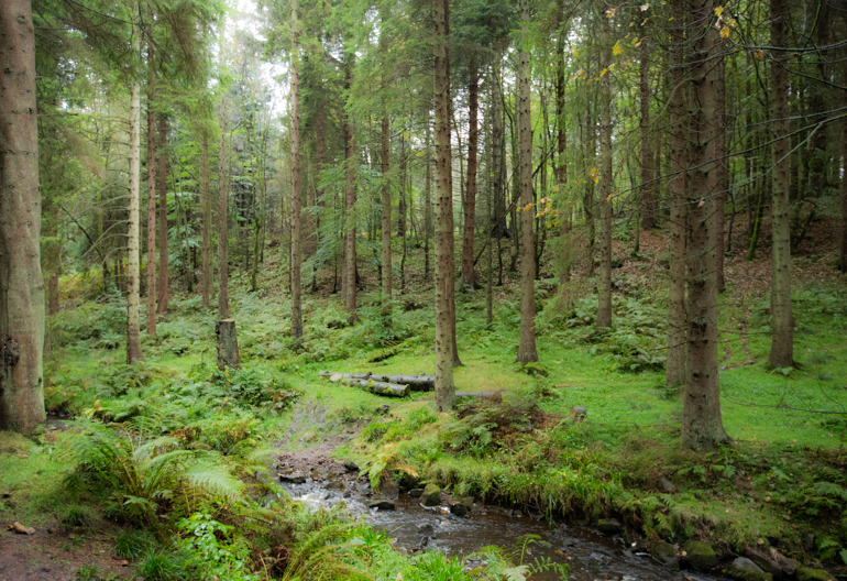 A moss and fern coated woodland next to a stream