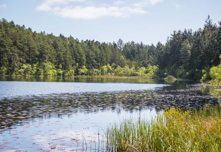 View over Plantain Loch, with woodland in background, Dalbeattie Forest, near Dumfries