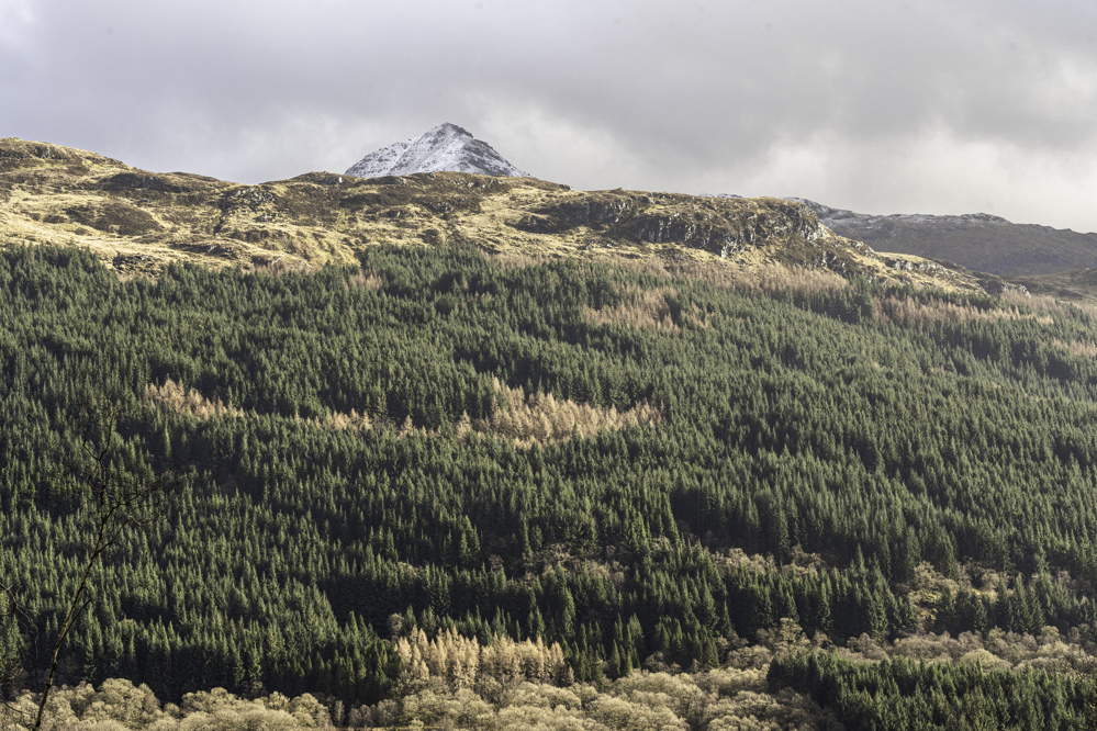 Forested hillside with snowy mountain in the distance.
