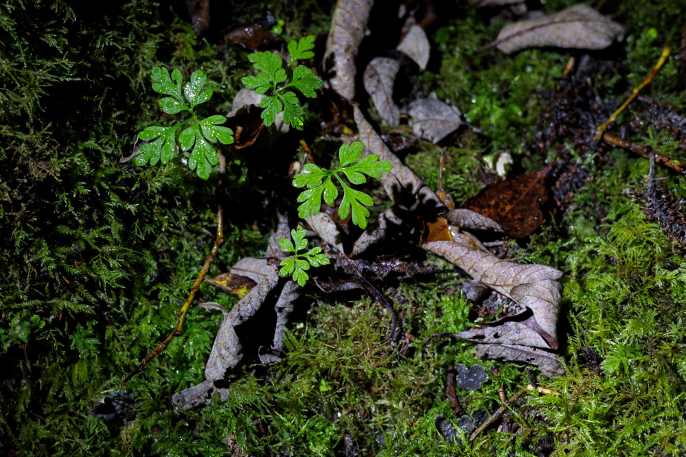 Plant with green leaves under LED light.