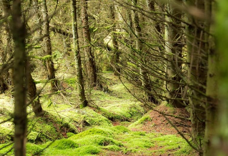 Thick conifer woodland with moss and twigs on the ground.