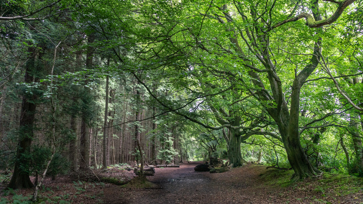 A wide road with large beach trees and a mixed forest