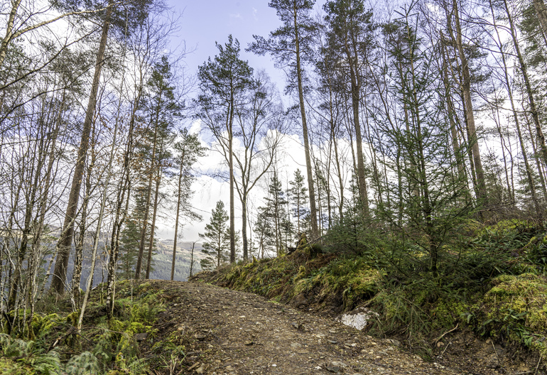 A walking path through pine trees