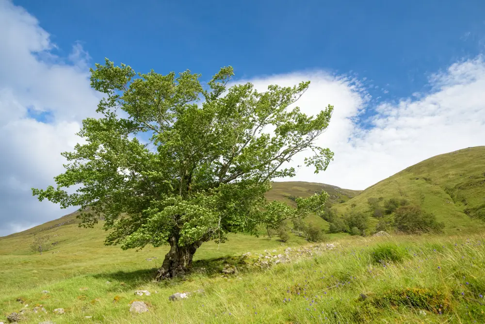 Proud old tree standing alone on a grassy hillside under blue skies