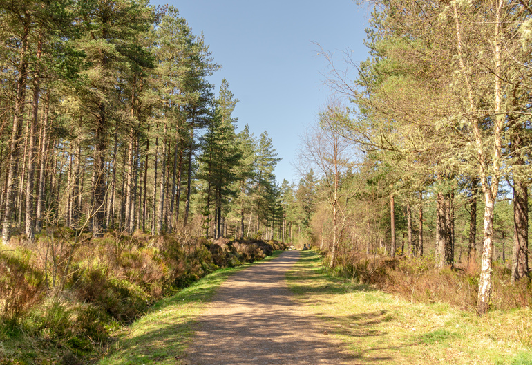 A forest path in sunshine