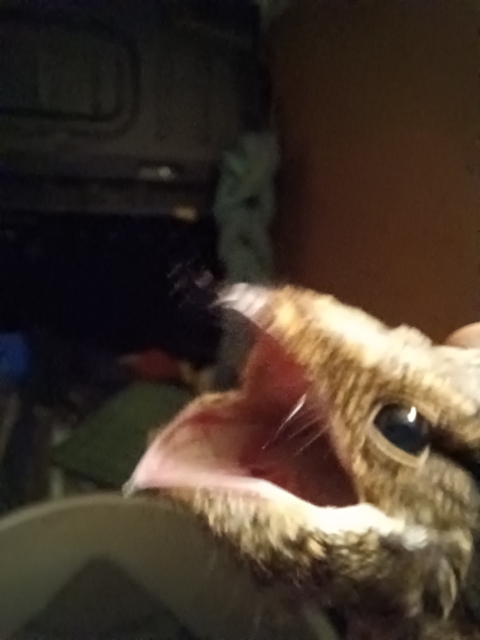 Small bird with mouth wide open