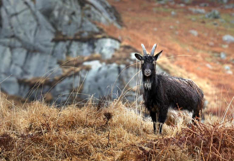A black goat stands in a rocky field with dry grass moorland 
