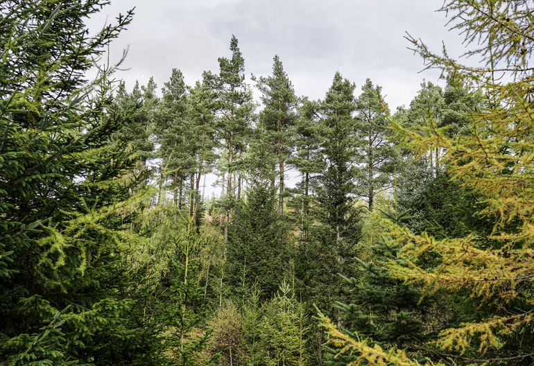 A mixed forest in autumn