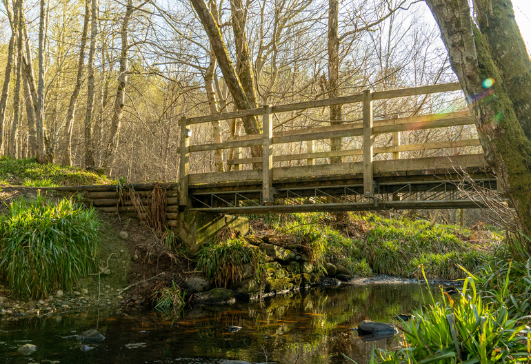 A wooden bridge over a creek in a forest