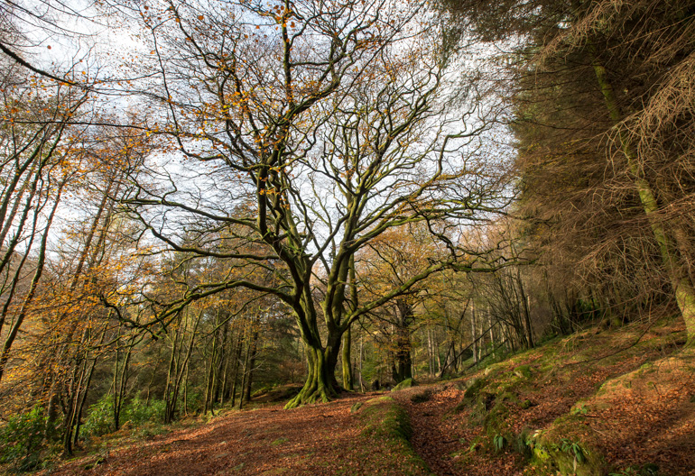 Woodland path passing through bare tall trees on a carpet of brown leaves.
