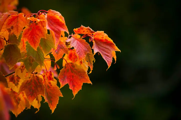 Autumn leaves, red coloured