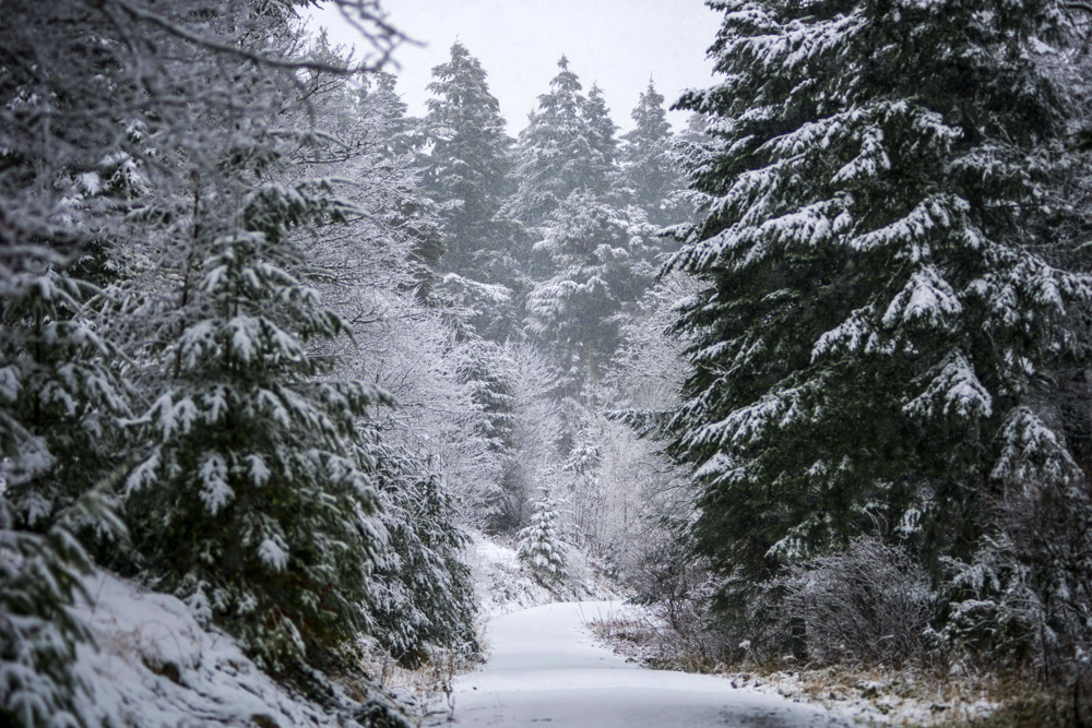 Snow covered path going through a snowy forest.