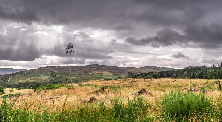 A lone tree in a field with dark clouds and trees in the background