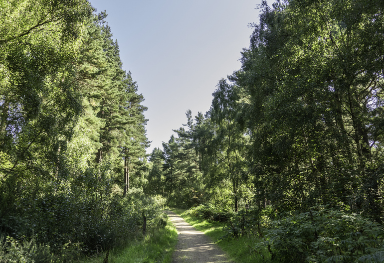 A path through conifer trees