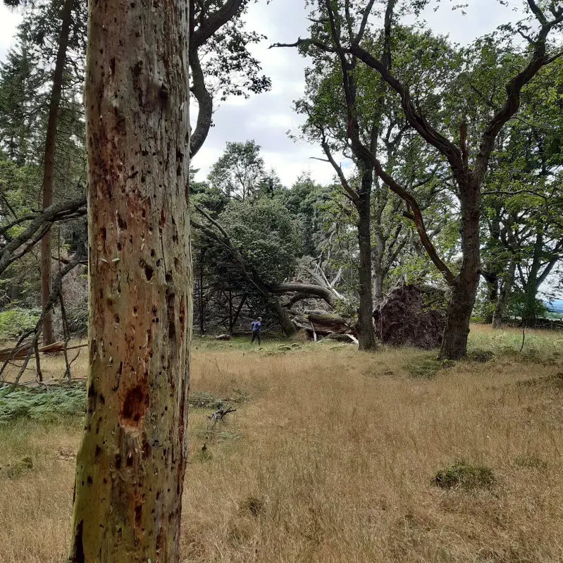 A dead tree with a wind blown tree behind and a girl in a blue jacket