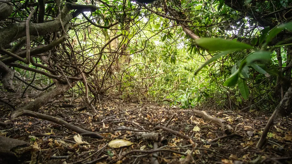 Woody rhododendron shades out other ground vegetation.