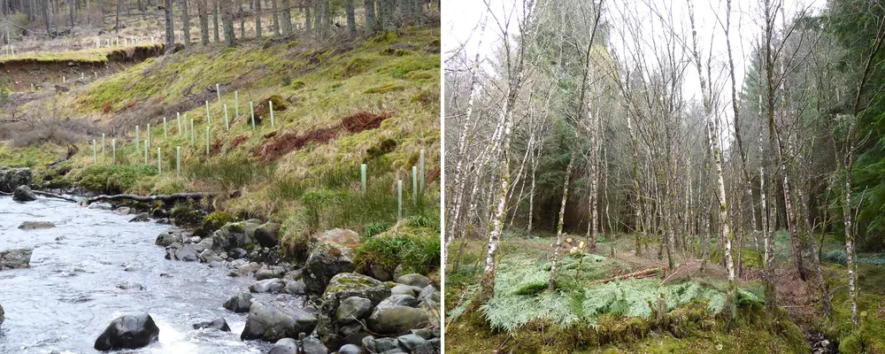 riparian zone restoration work in autumn
