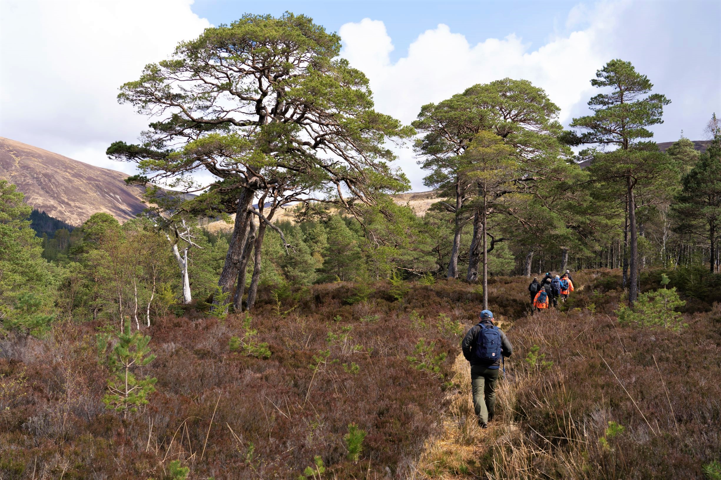 A group of people walk up a path. There are some young Scots pine trees are growing amidst the old trees, and a mountain is visible in the background.  