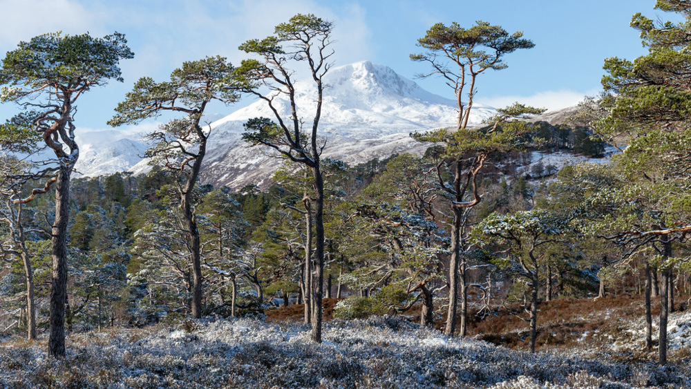 Scots pine trees in winter with snow covered mountain in the background.