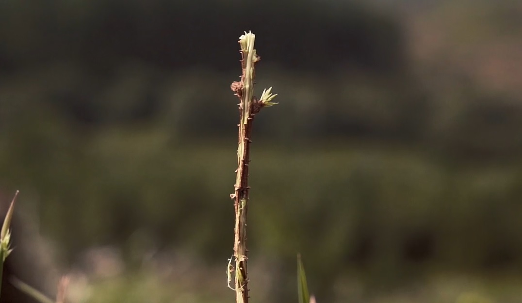 a tree sapling that has been eaten by a deer