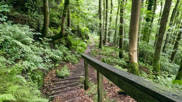 A stone stairway through a mixed forest with a wooden railing