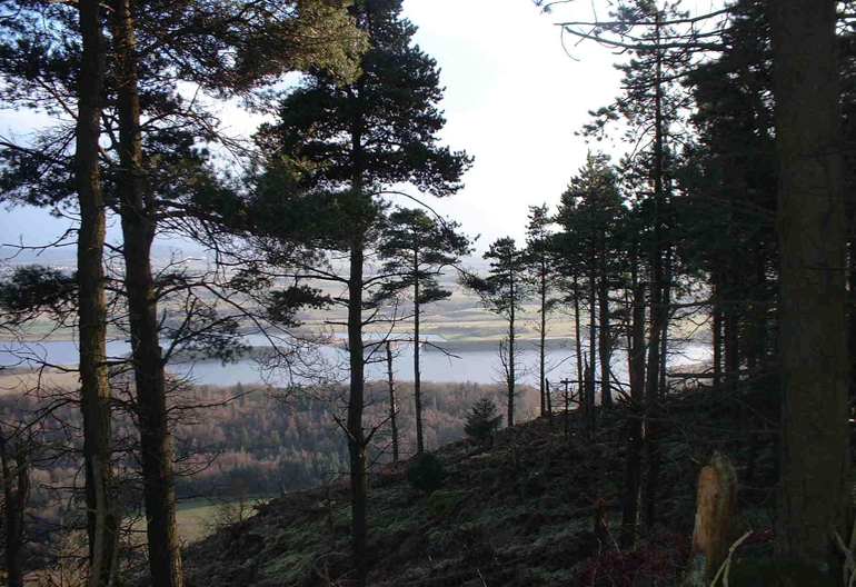 View of a loch and meadows through a series of conifer trees, Lochore Meadows through pines on Benarty hill. Scottish Lowlands FD