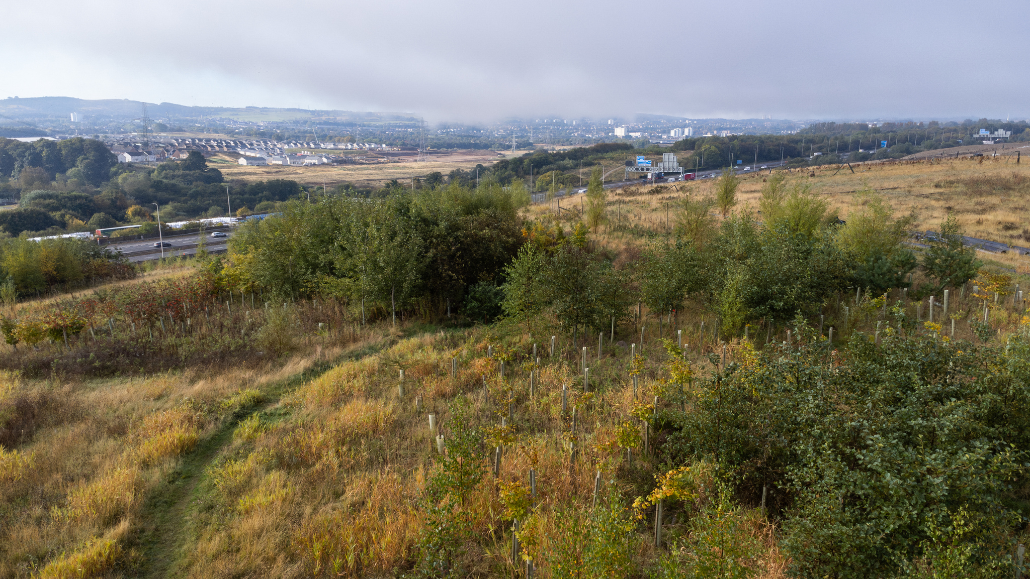 Young woodland with motorway in the background.