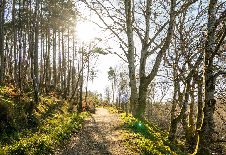 A walking trail in a mixed forest