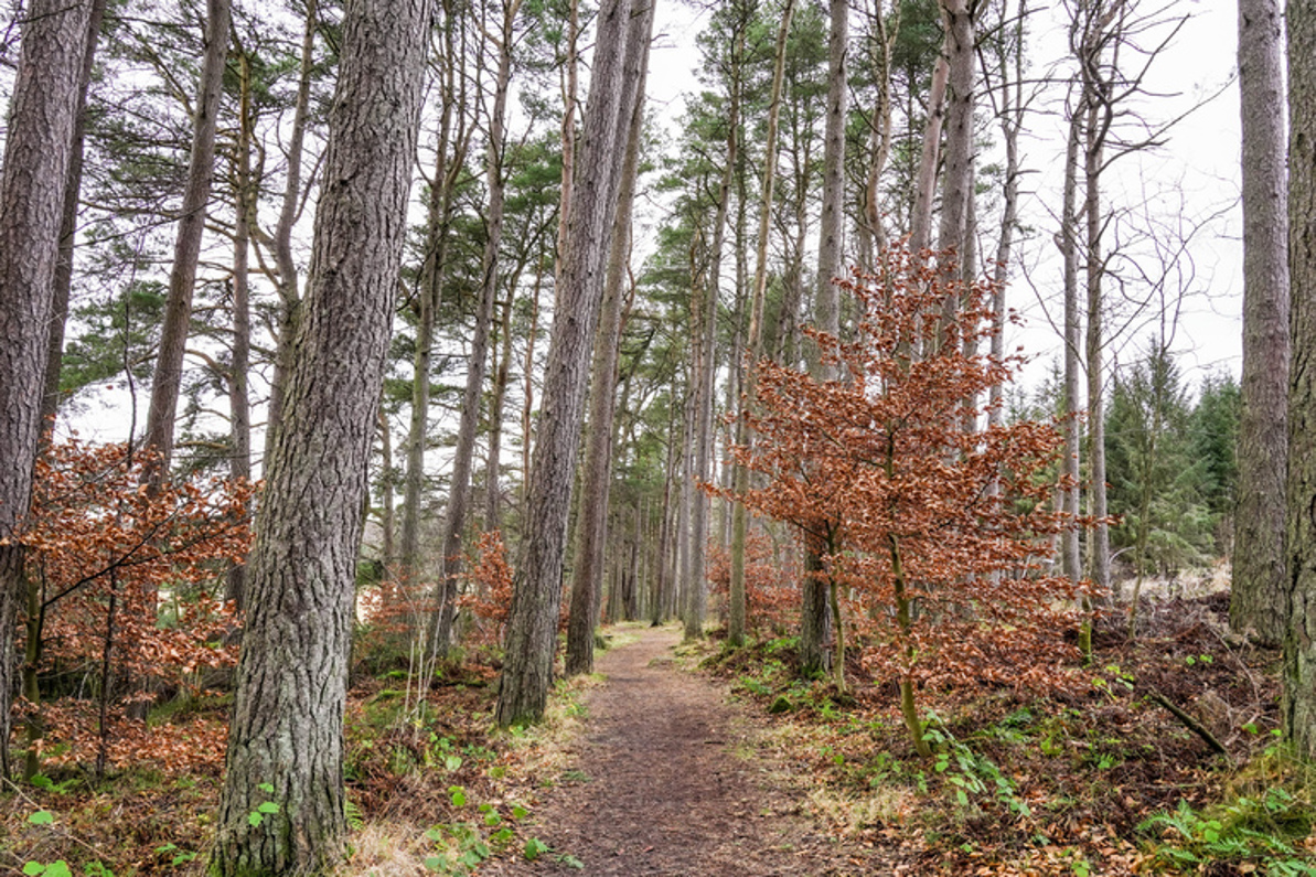 A path through a pine forest with small beach trees