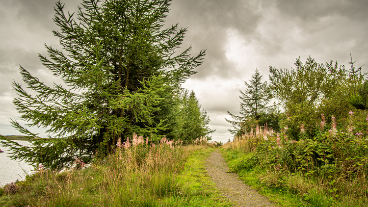  A walkway through a mixed woodland with a loch, flowers and grass