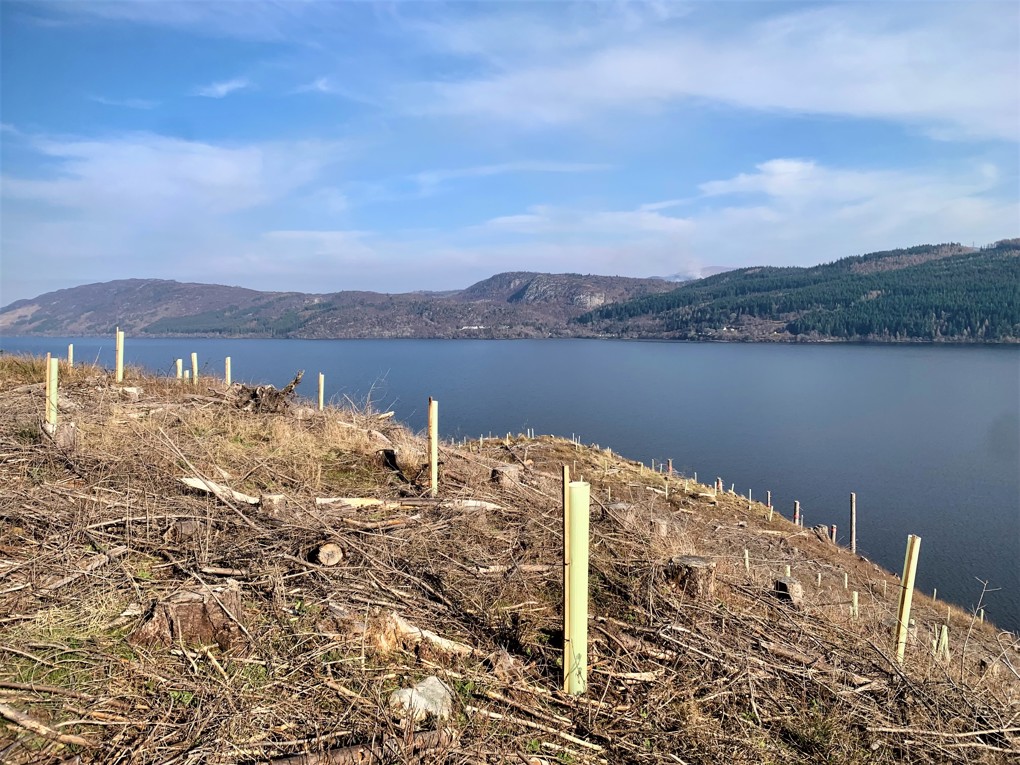Tree tubes on a hillside over a loch