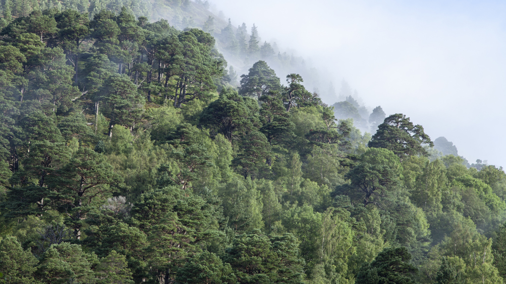 Green forest in the summer with mist rising.