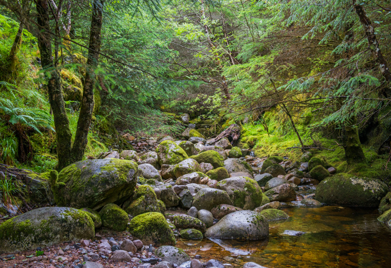 A very rocky river runs beneath broadleaf woodland