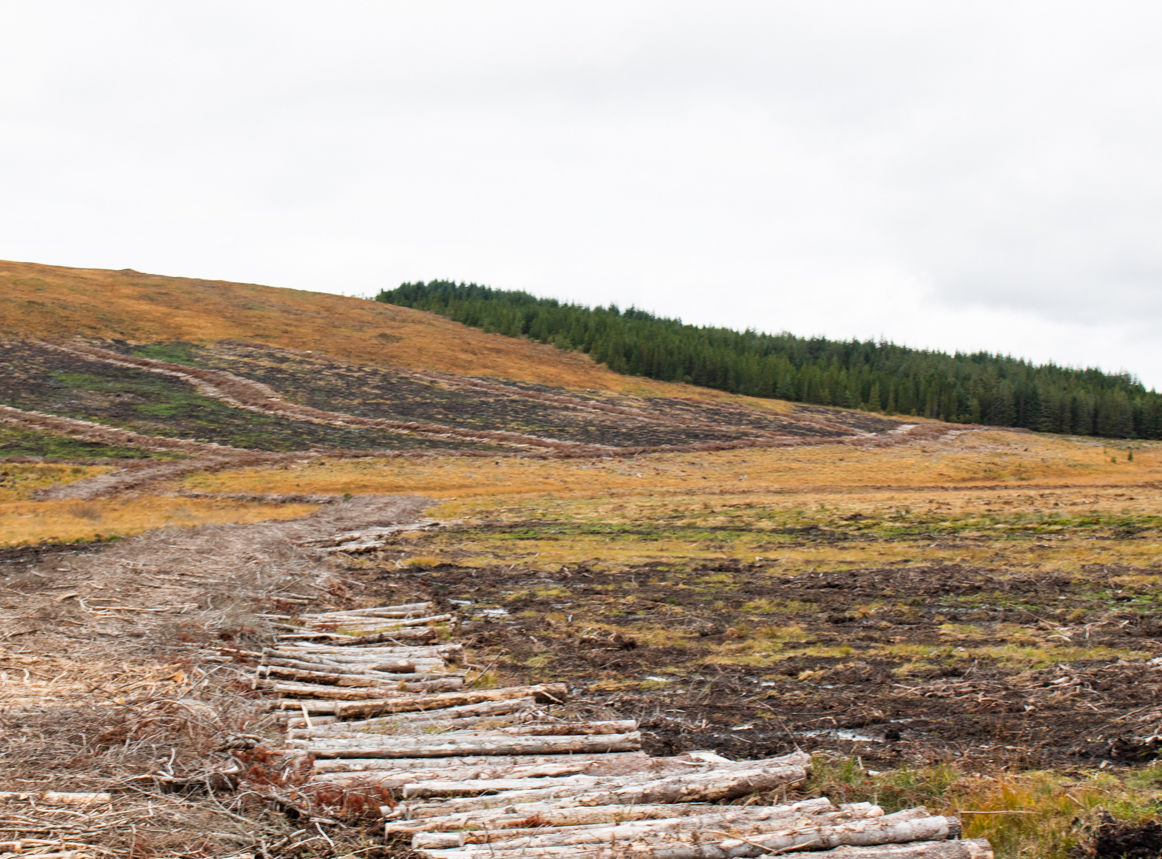 bog restoration site