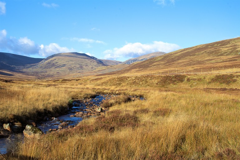 Young trees planted along a burn with hills behind