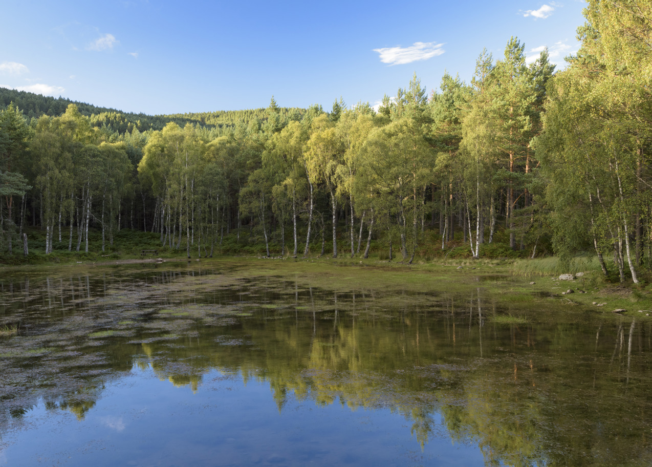 A mixed forest on the edge of a pond