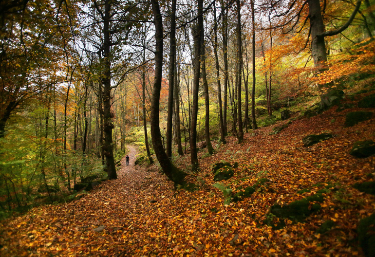  A dog walker in Weem forest Perthshire during autumn