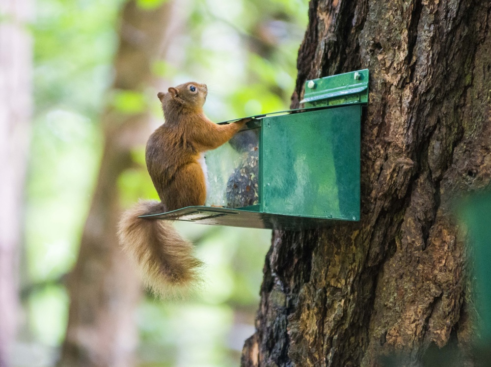 Red squirrel on feeder.