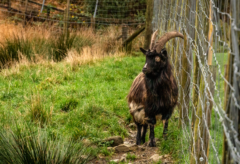 A black goat with long hair and horns next to a fence in a grassy field