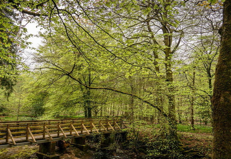 a bridge over a river in trees