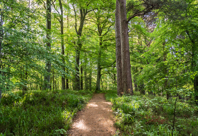 A walking path through a mixed forest with ferns and the sun coming through the trees