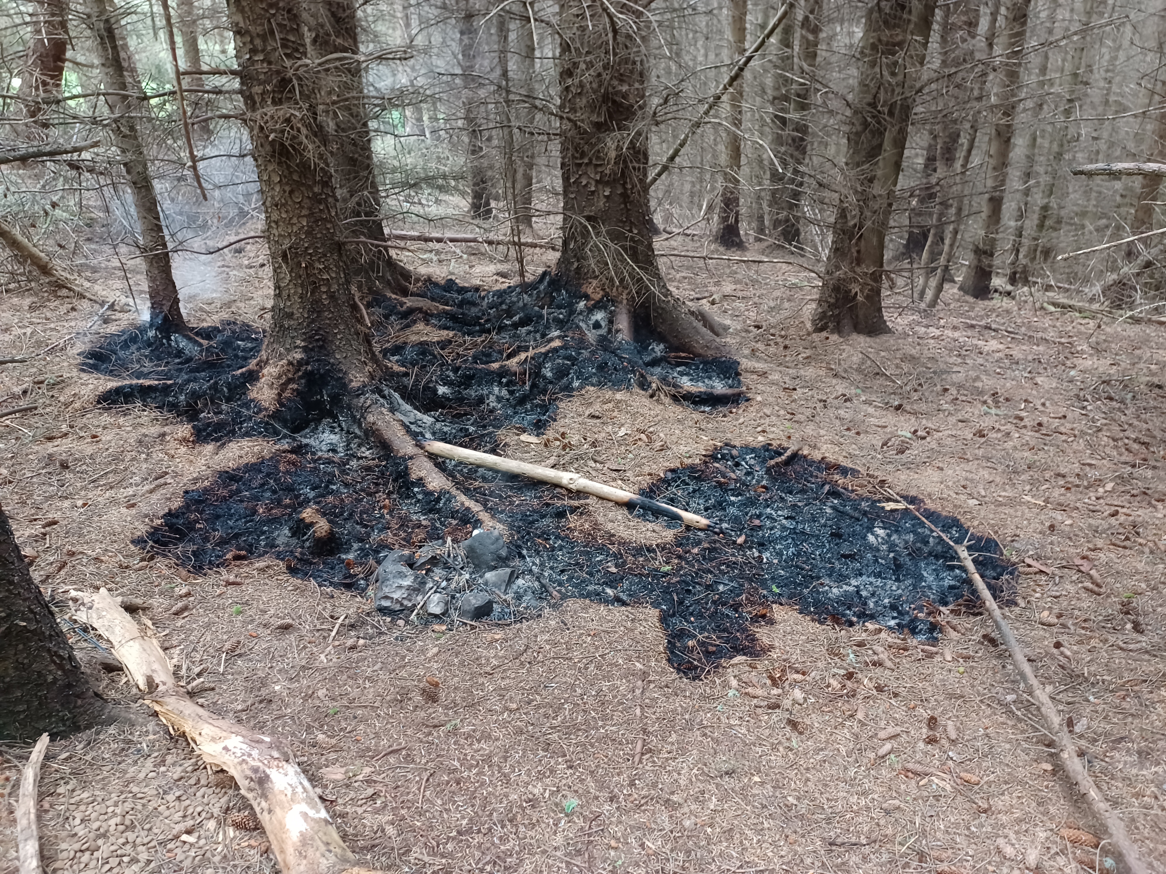 A fire started at the bottom of a tree