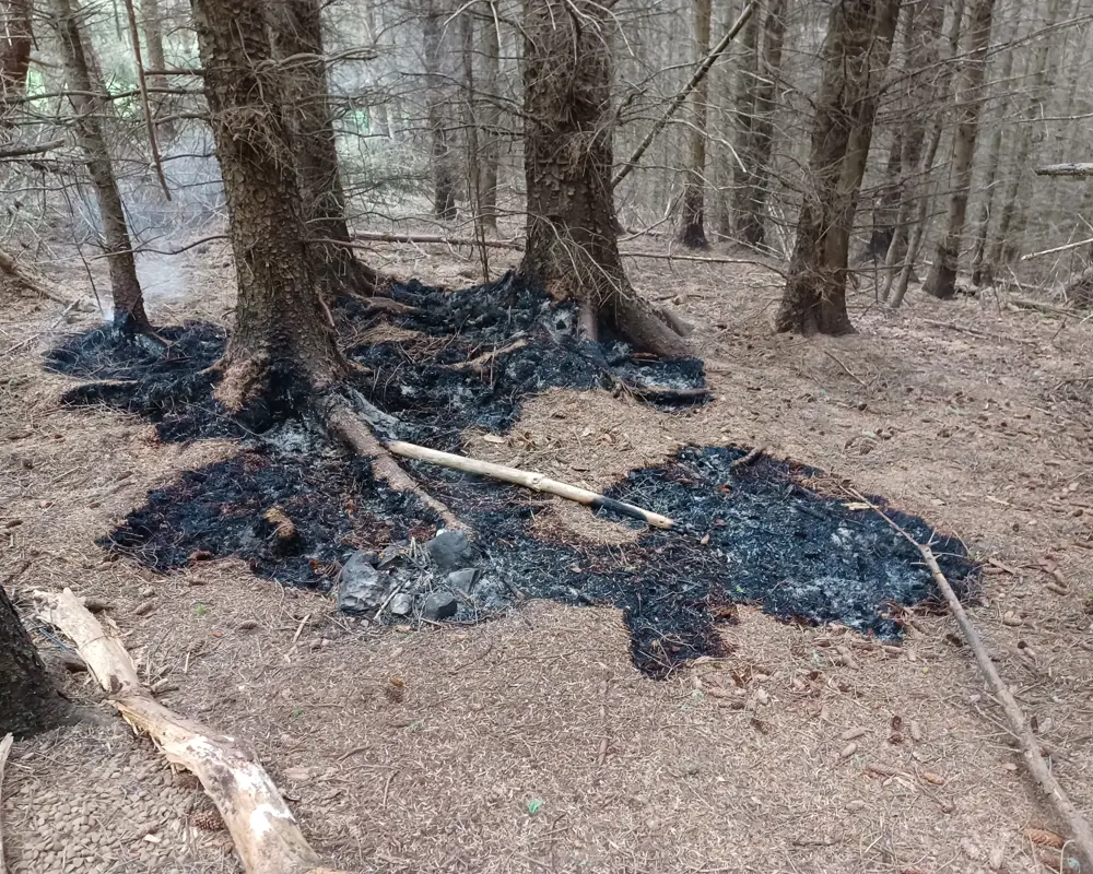 A fire started at the bottom of a tree