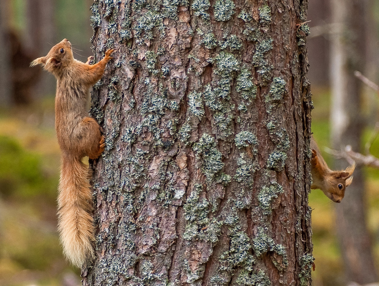 Two red squirrels on different sides of a tree.