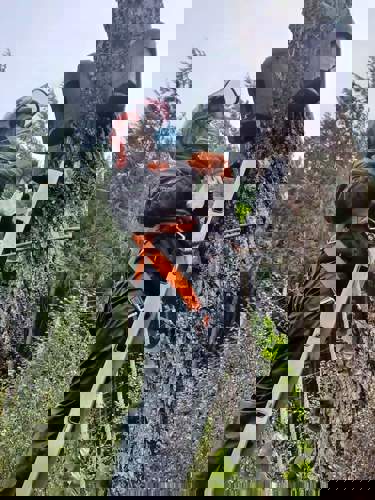 A trained staff member checking a bat box sitting in a tree