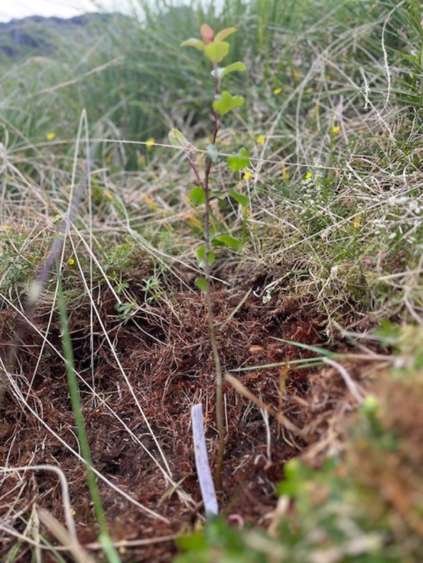 A small apple tree planted in the ground